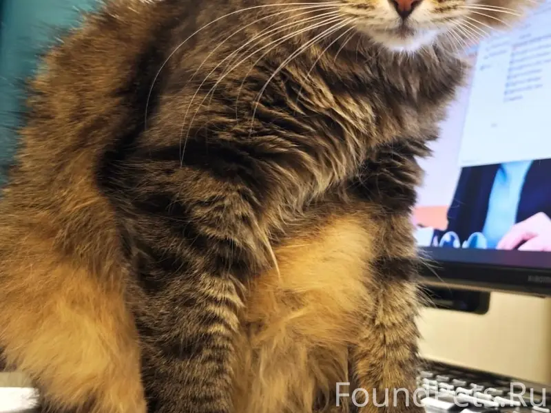 Пропал бобтейл, Иглинский район, с. Карамалы