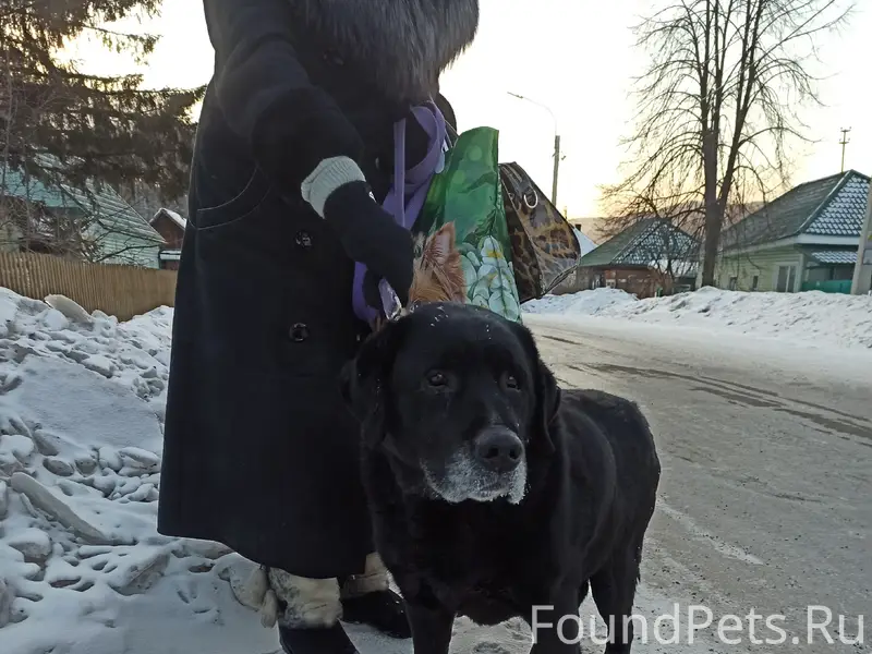 Найден лабрадор, с. Овсянка