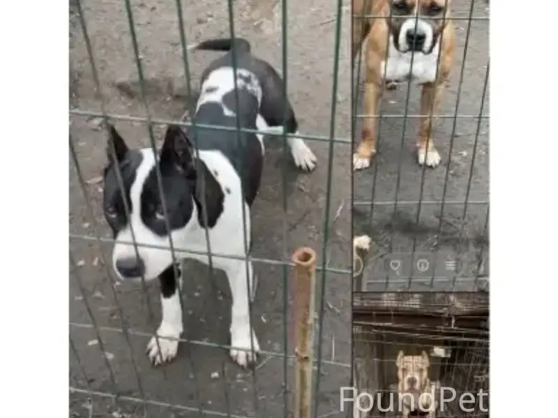 Пропали стаффорды Фрэнсис, Фрея и Хард, Мускатный Рассвет