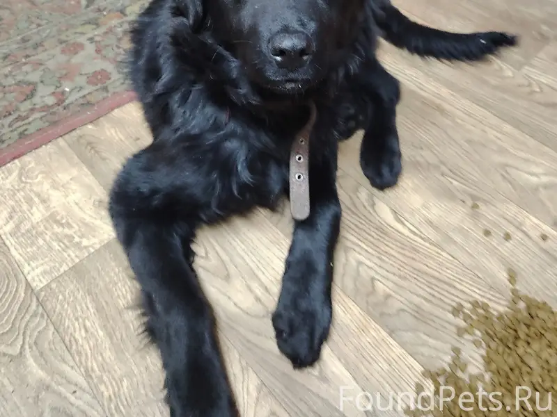 Пропала собака, неизвестное местоположение