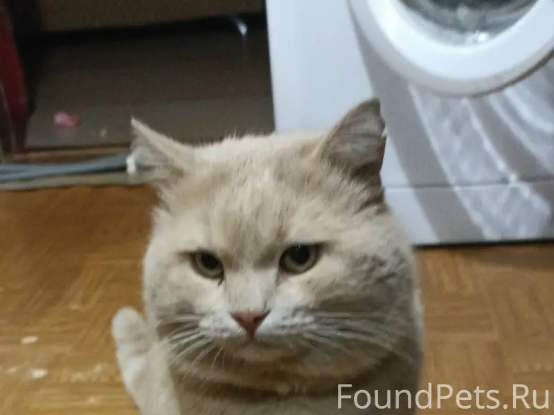 Пропал кот Персик, район Лепеши