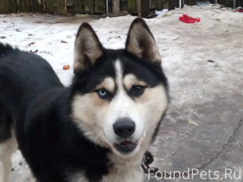 Пропал мальчик-собака, начало химика