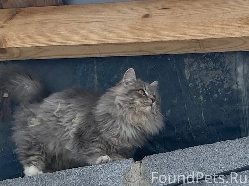 Найдена кошка, улица Первомайская
