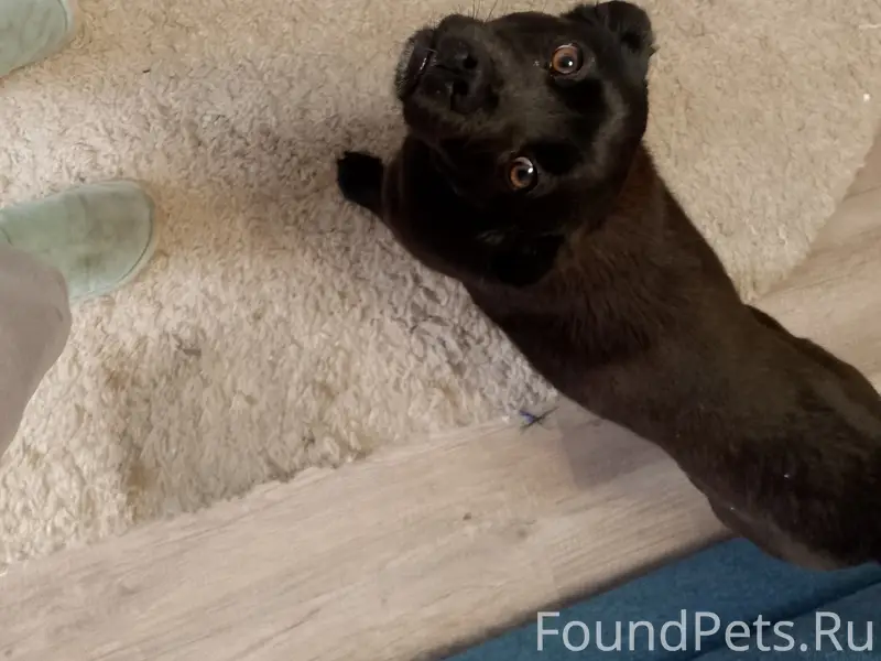 Найден черный пёс, Литейная, 61