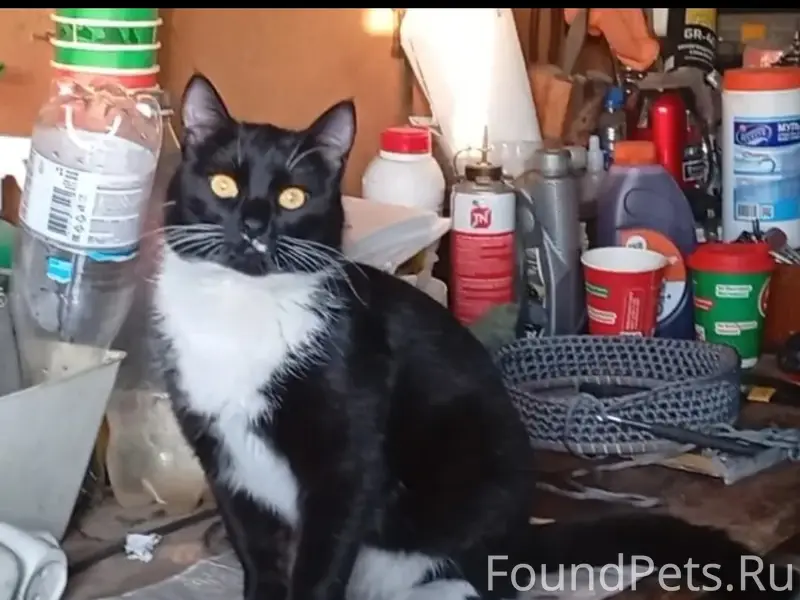 Пропала кошка Тишка, с. Лопушь