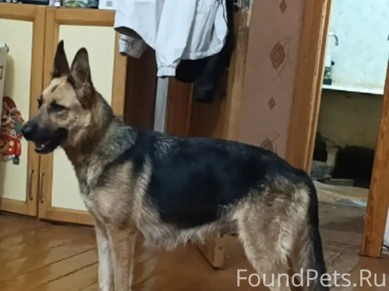 Пропала собака Мэри, Солнечногорск