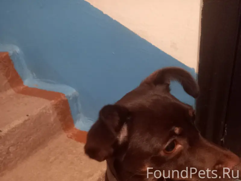 Найден тип собака, центр города