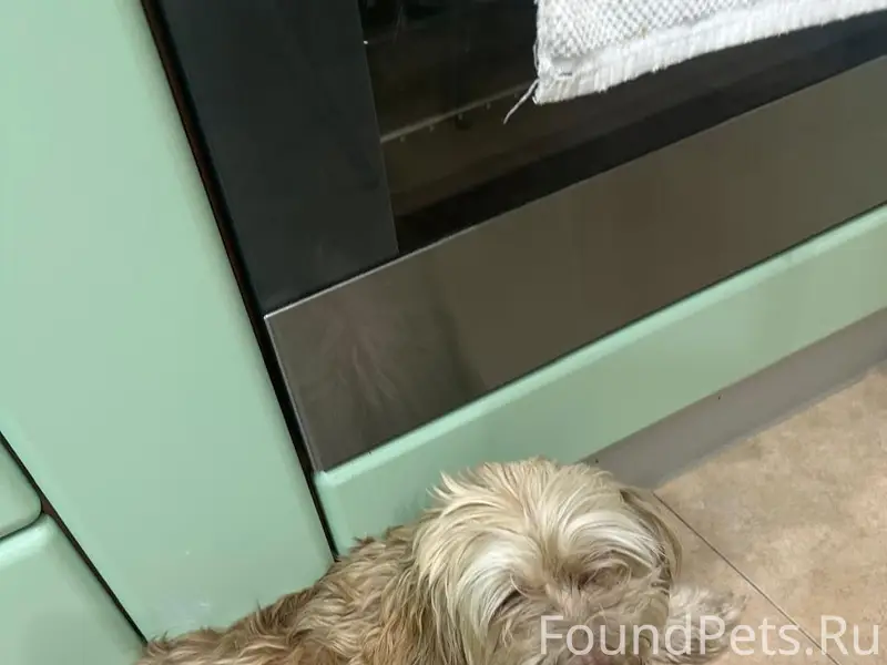 Найденна собака, Садовая / Чехова