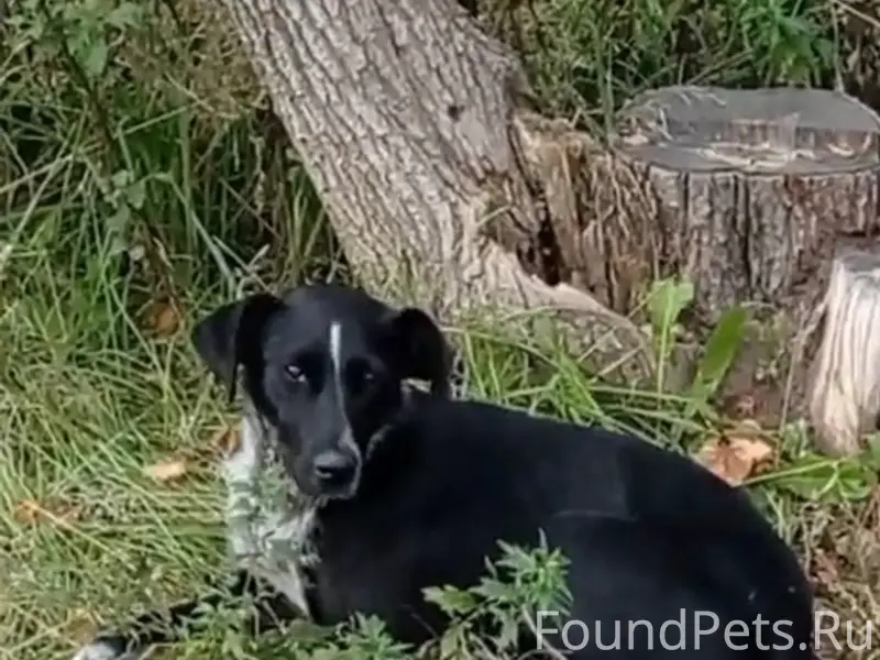 Пропала собака Найда, Шуя