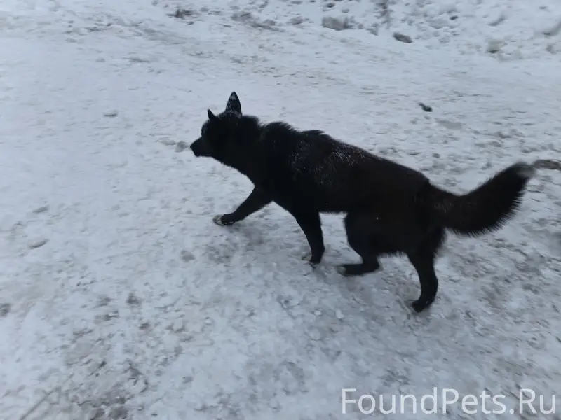 Найден кобель, Зареченский район