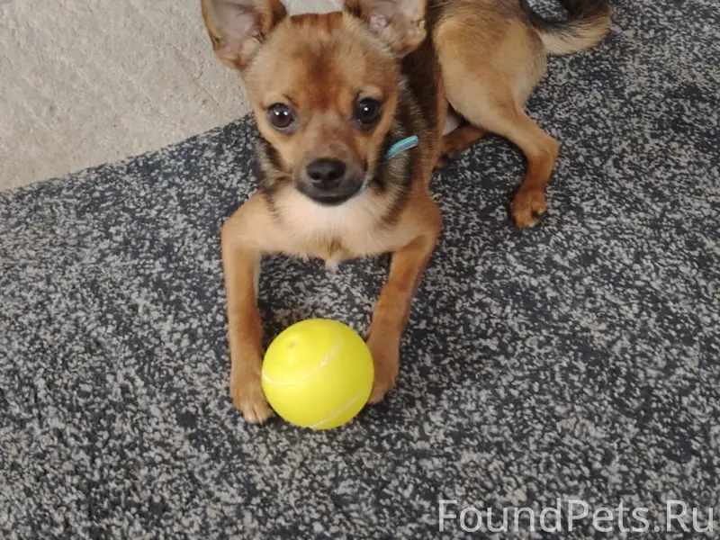 Пропал щенок Тоби, район больницы