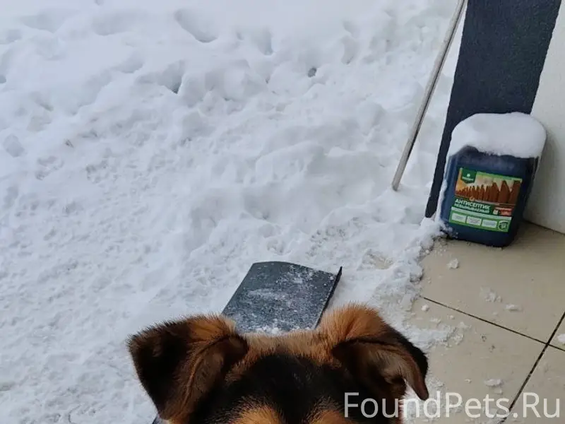 Пропала овчарка, 6 месяцев