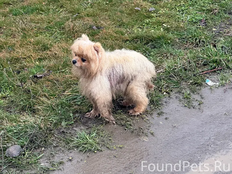 Найден шпиц, перекресток Осипенко/Спортивная