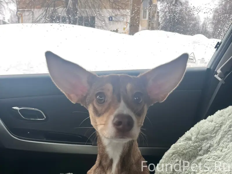 Найдена собака, Новочебоксарск, ул. Коммунальная