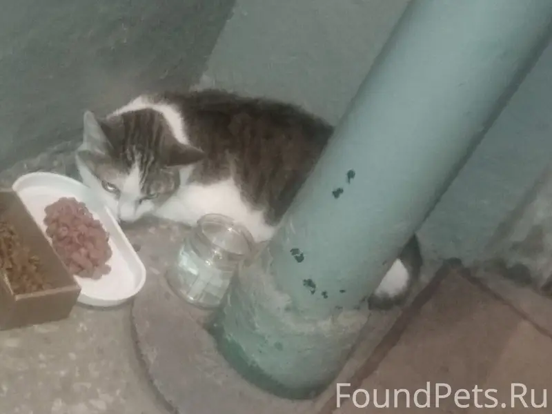 Найдена кошка, Антон Петрова 239