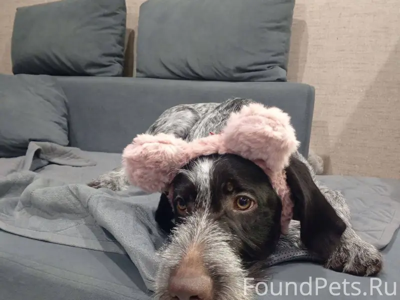 Пропала дратхаар, п. Винзили