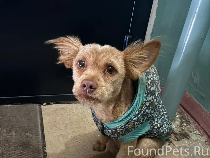 Найден пёс, Тольятти, Комсомольский район