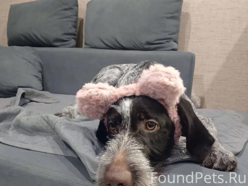 Пропала дратхаар, п. Винзили