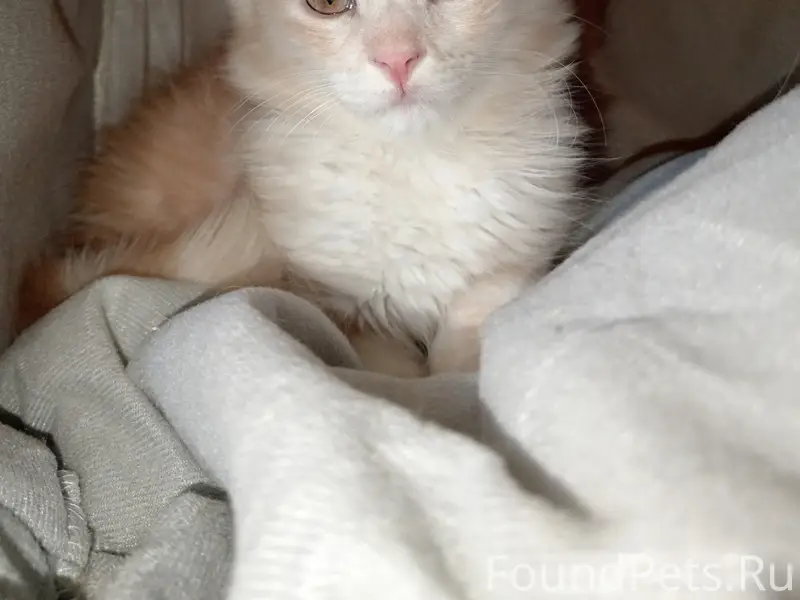 Пропал кот Тима, район Площадной - Советской