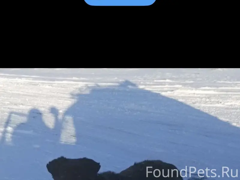 Пропала собака лабрадор, черного цвета, Знаменский район