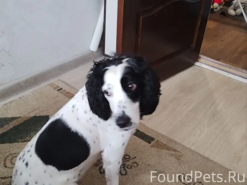 Пропал русский спаниель Патрон, 10 Б микрорайон
