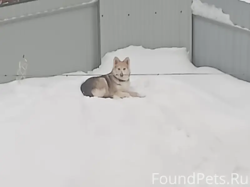 Пропала собака Ася, улица Тургенева, Солнечногорск