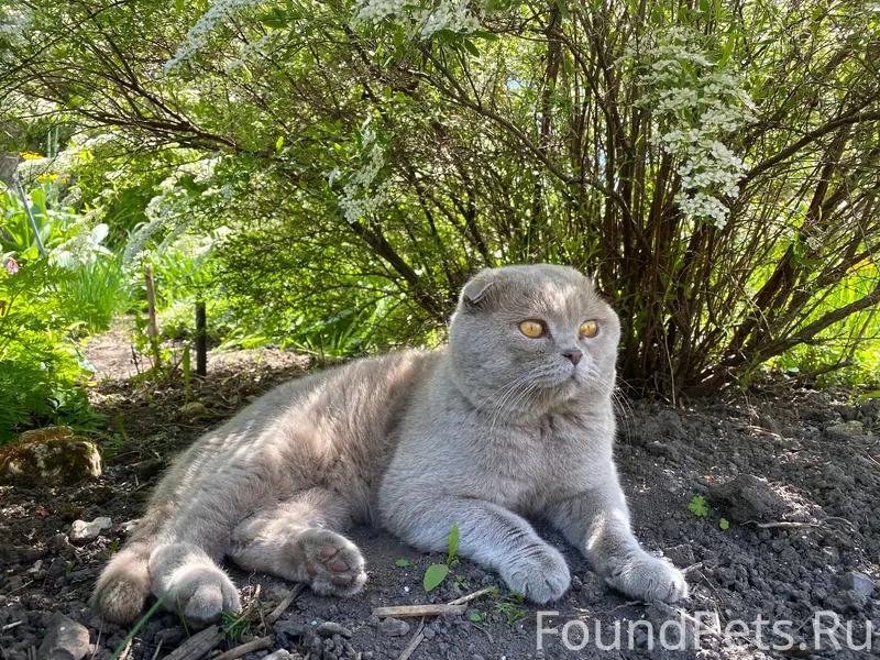 Пропал кот Кузя, деревня Медовая