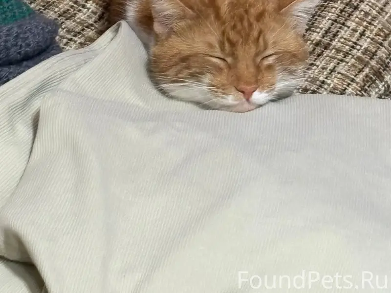 Пропал кот, улица Калараша 37