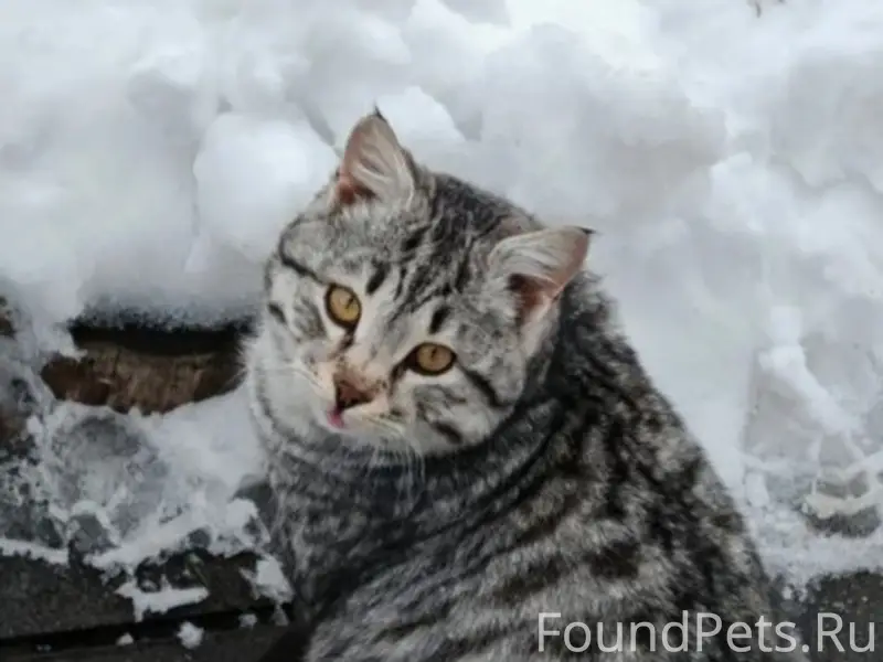 Пропал кот Матвей, ул. Комсомольская