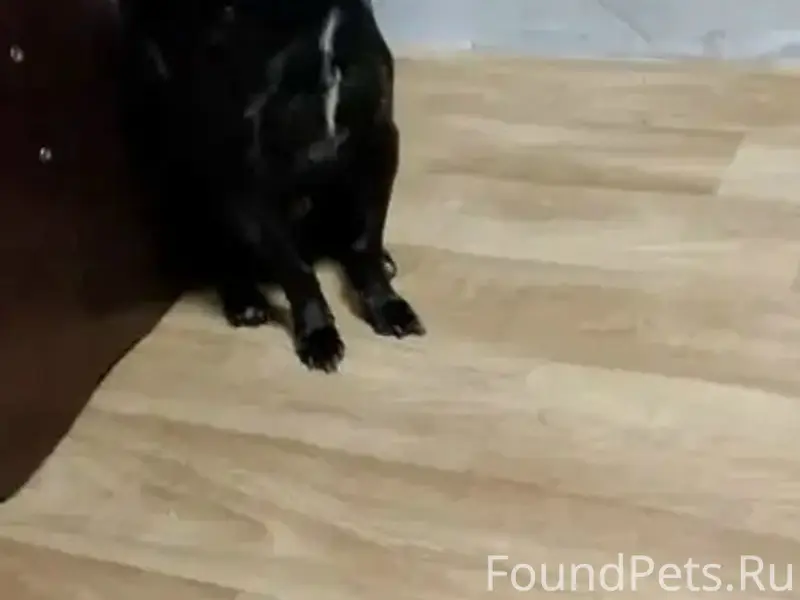 Пропал чёрный пёс по кличке Чёрный, район Старого города
