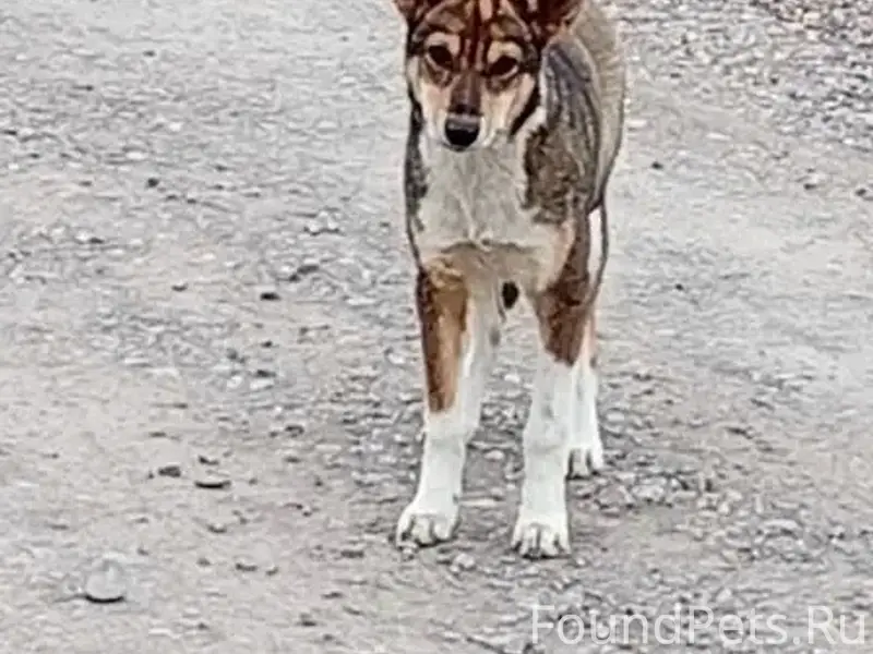 Пропала собака, улица Магистральная