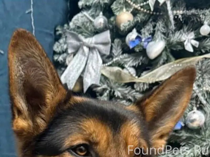 Найден молодой пёс, Минское шоссе × трасса А108