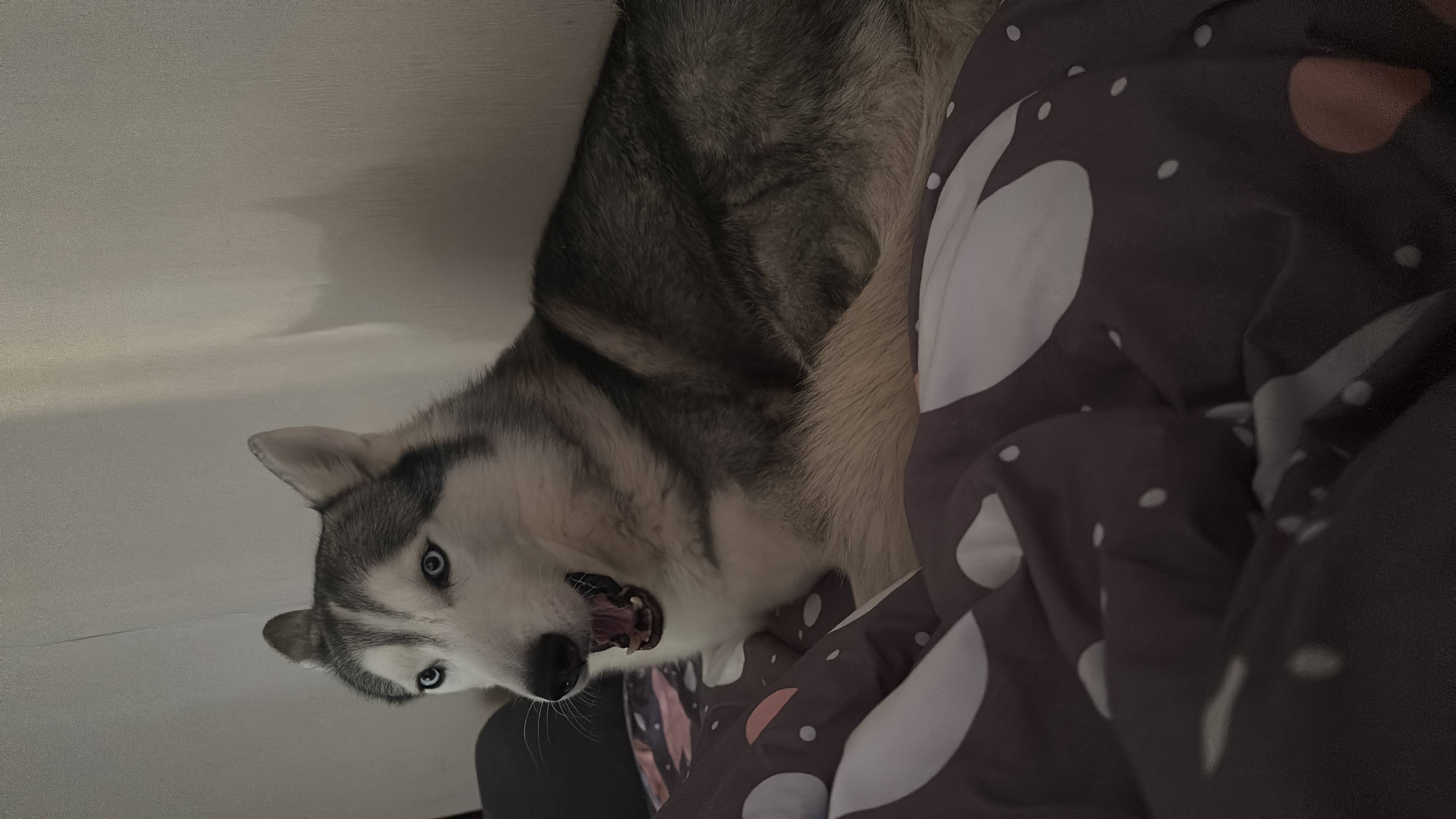 Пропала собака порода хаски. На улице Савушкина . Кличка собаки Баграт . В ошейнике. 