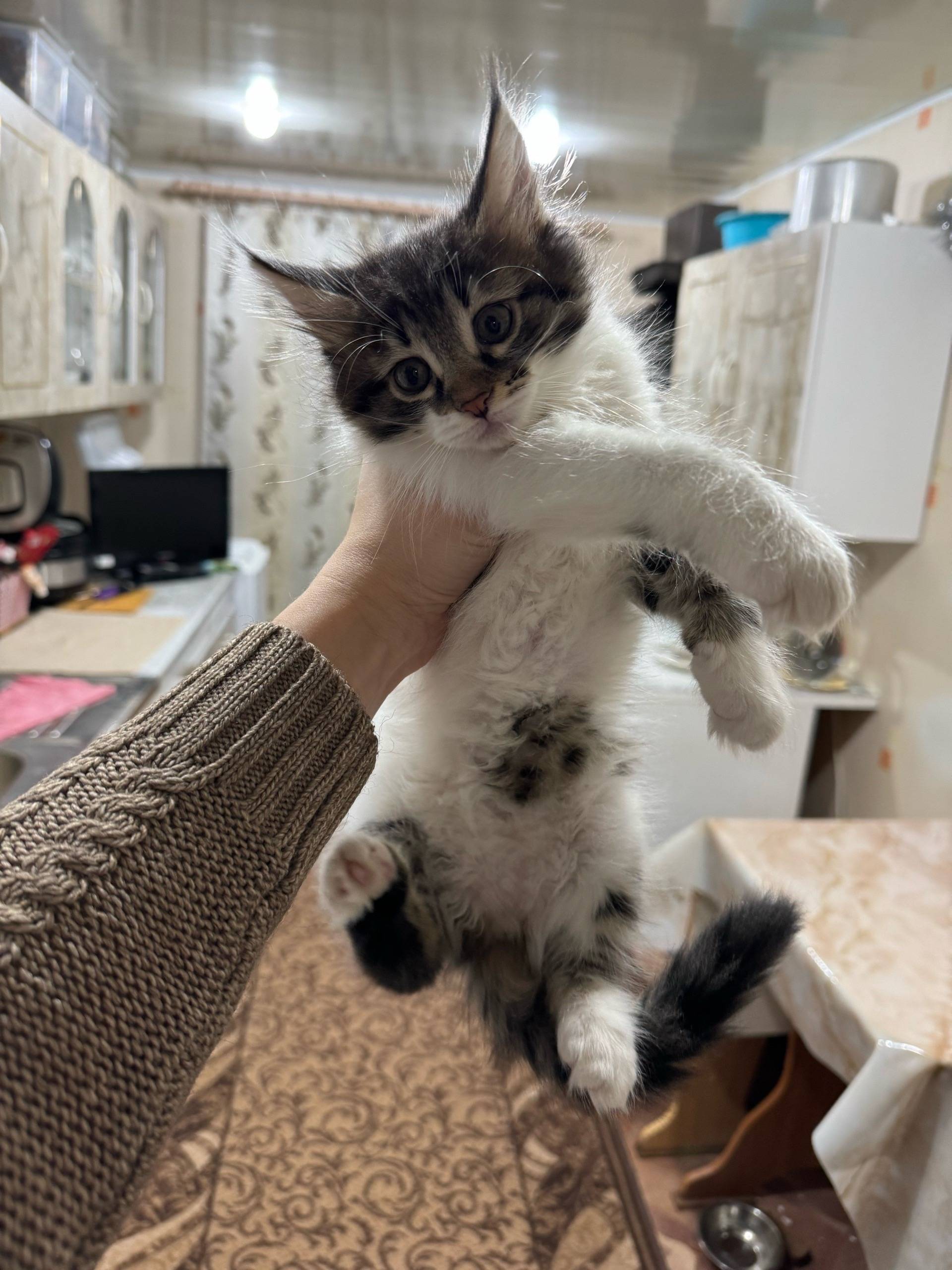 Пропал котёнок Симба, Задубня