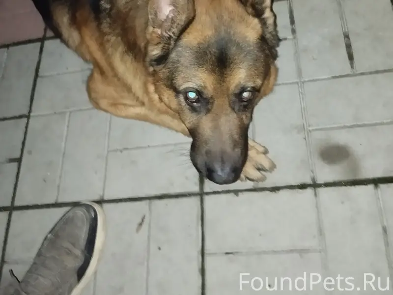 Пропал пес Роки