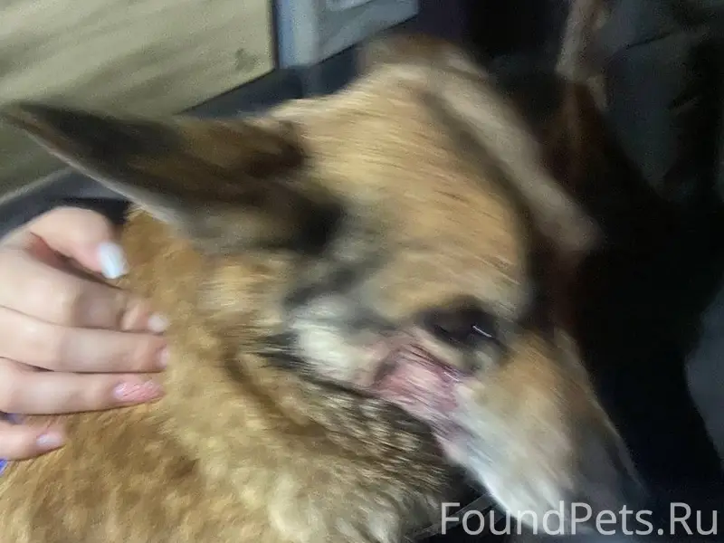 Найден тип собака, [место] Ярославская