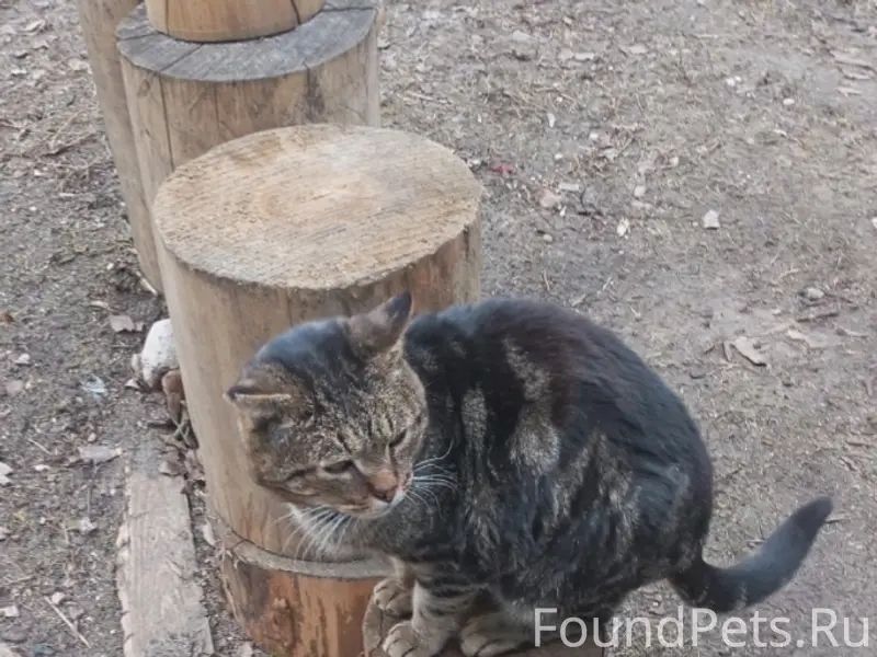 Пропал кот Мурзик, пер. Коммунистический