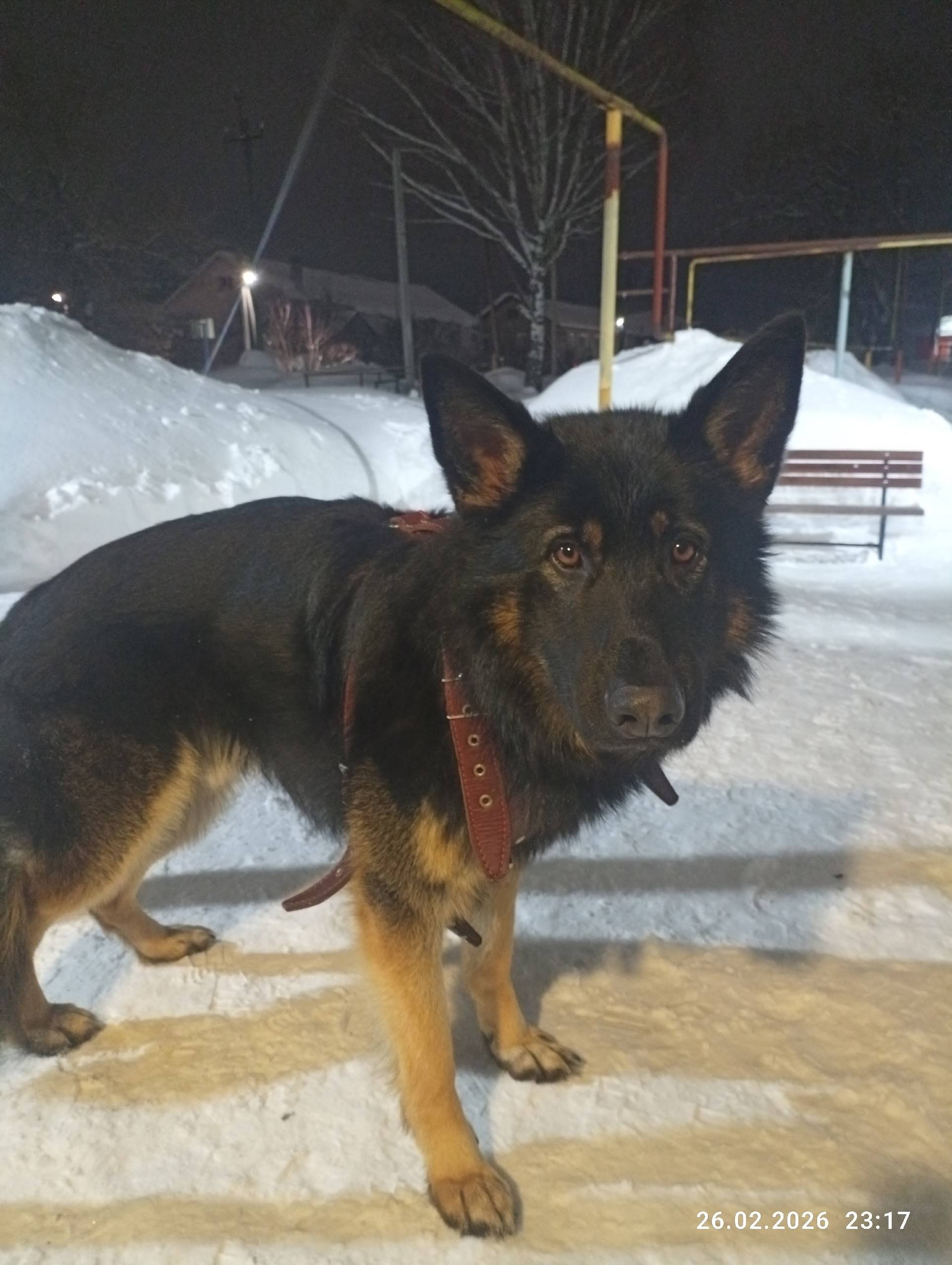 Пропал пёс, улица Димитрова, 3