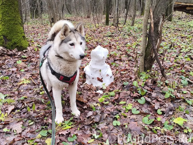 Пропала хаски Майка, Щелоковский Хутор