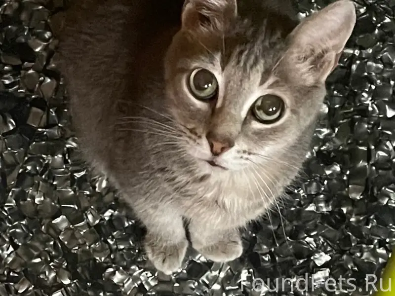 Пропал кот, Новгородцевой 39