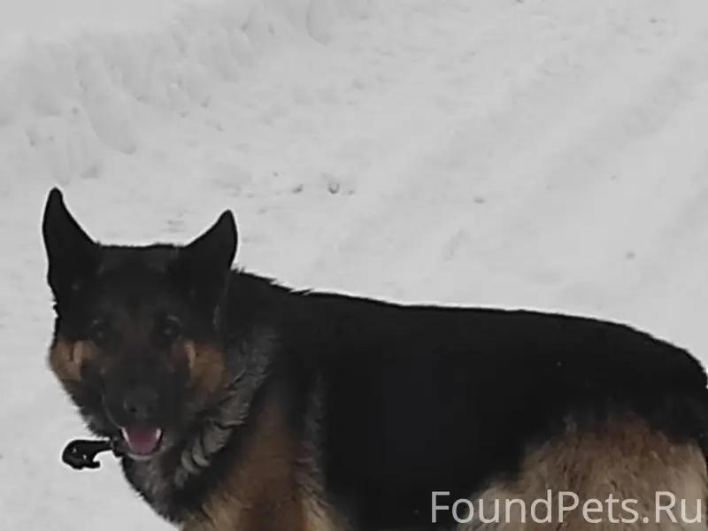 Найден пёс с ошейником, с. Ильинское