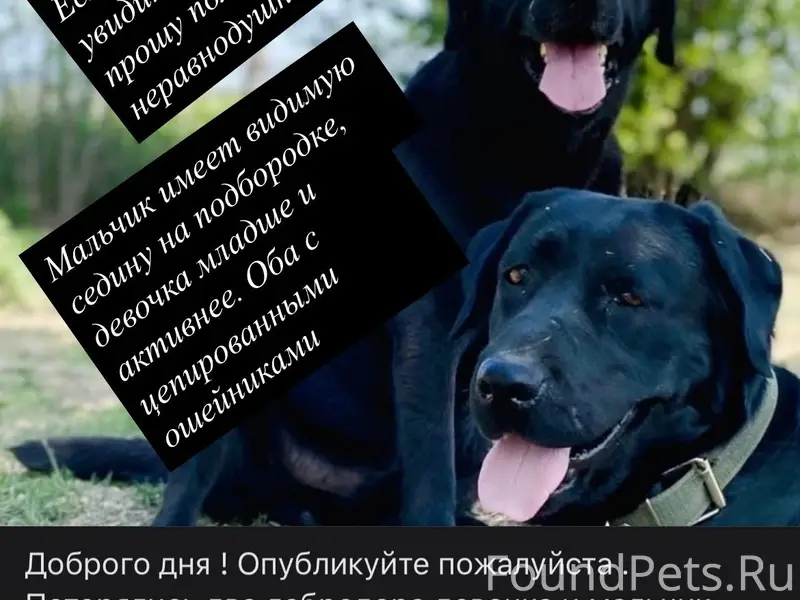 Пропали собаки