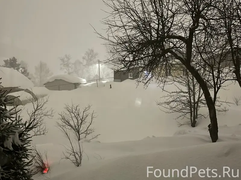 Пропала собака, неизвестно где