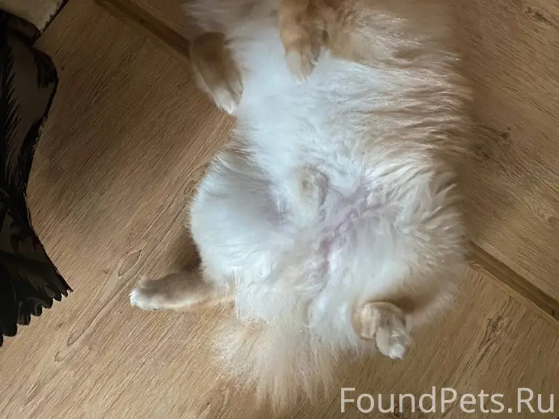 Пропал немецкий шпиц Лёва, у 2 школы