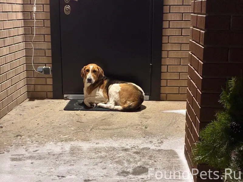 Найдена собака охотничьей породы, деревня Борисовка