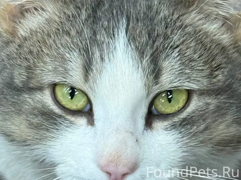 Найден кот, Безенчук