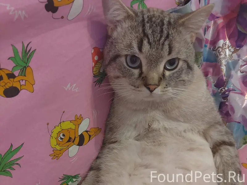 Пропал кот, район тюлевка