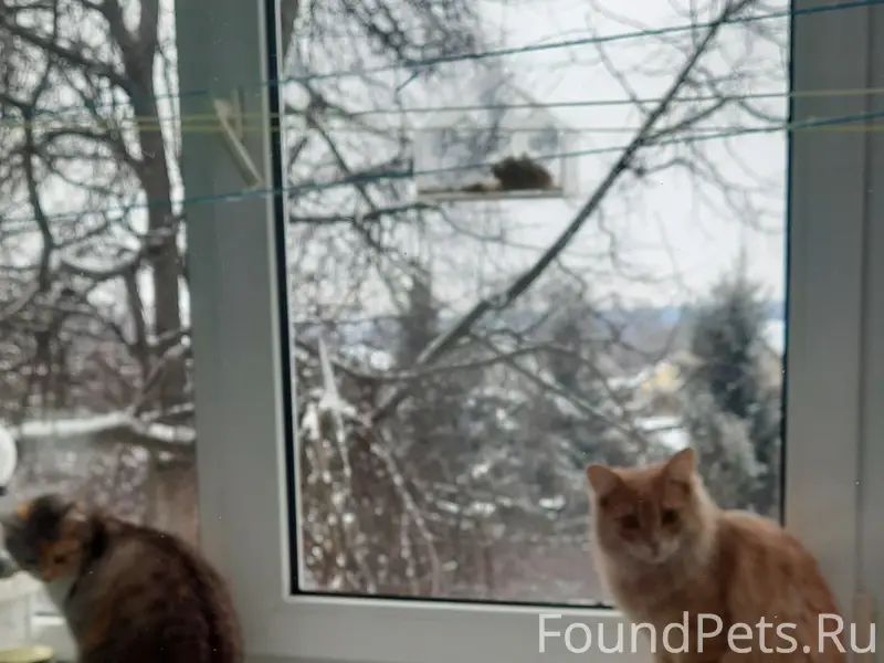 Найдена кошка, Гагарина 24