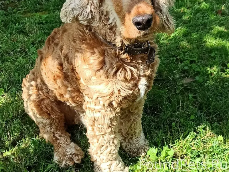 Пропал пёс Ник, Бежковская/Полежаева