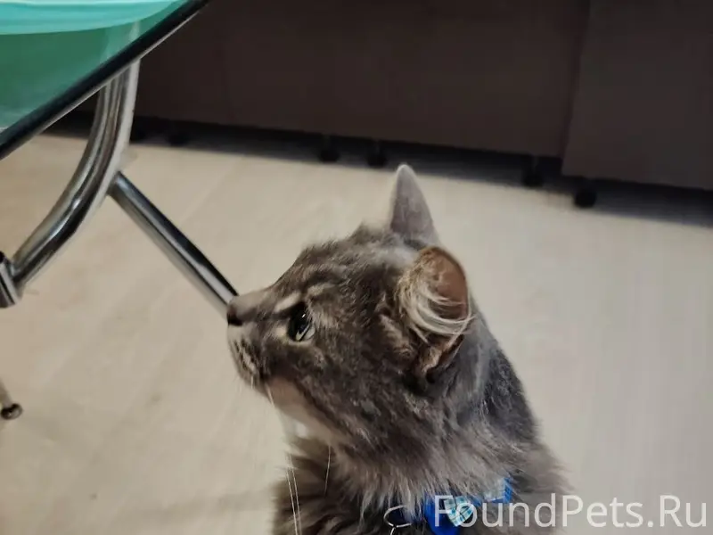 Пропал кот Тоша